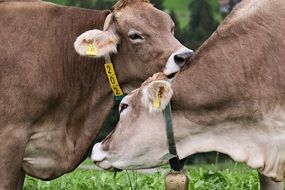 cows couple