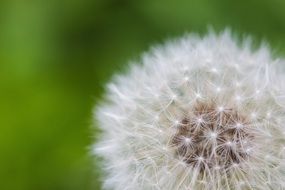 dandelion flower in spring