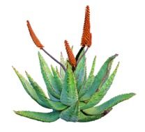 medical aloe vera plant