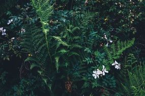 green fern in bushes