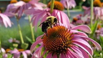 yellow bee collecting pollen from a bright purple flower