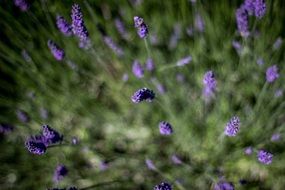 macro image of purple lavender flowers