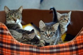 young cat family