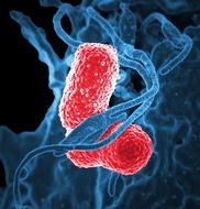 Red klebsiella pneumoniae bacteria under the microscope