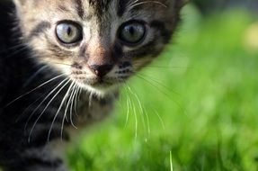 Photo of lovely kitty