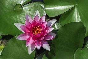 water purple lilies lotus on green leaves