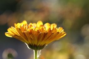 medicinal plant Calendula