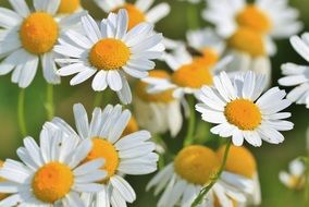 chamomile frsh spring flowers