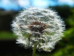 dandelion on blurred background