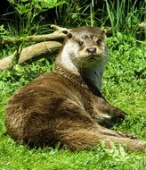 otter wildlife