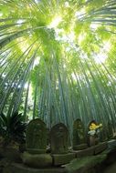 tombstones in green forest sun sky view