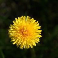 macro picture of a blooming yellow dandelion