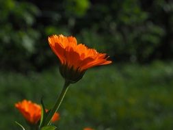 medicinal orange calendula