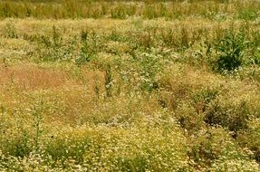 large feild of blooming chamomile flowers