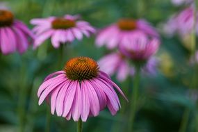 beautiful purple blooming field of echinacea flowers
