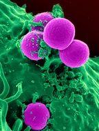 white blood cell in electron microscope