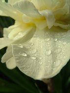 macro image of a beautiful white flower