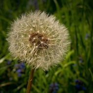 macro image of a large dandelion flower