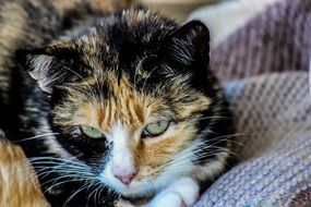 domestic cat lies on a warm bedspread