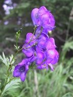 Picture of the purple monkshood flowers