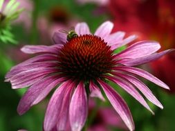 echinacea purpurea macro