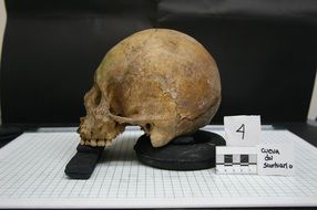 skull skeletons