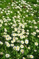 white daisy blooms on green field
