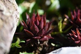 red houseleek near stone macro photo