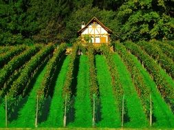 small cottage house behind a vineyard