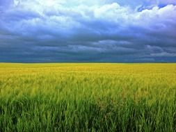 Barley grass and sky with the clouds