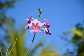 pink orchid flower macro photo