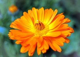 photo of marigold in a garden