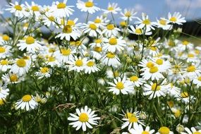 chamomile blossoms medicinal herb