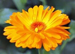 yellow flower calendula