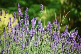 lavender field in summer