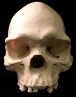skull bones