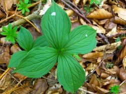 green quadrifolia herb