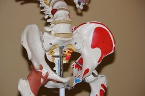 hip anatomy body