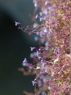 dulcimer herb