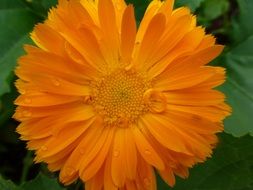 orange bud calendula closeup