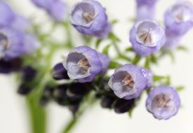 medicinal purple beinwell