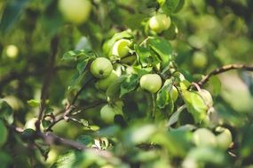 immature green apples on a branch