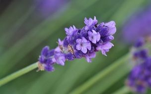 blue lavender is a fragrant plant