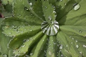 Rain drops on the Alchemilla plant