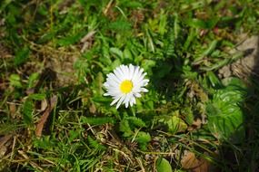 bud of white daisy