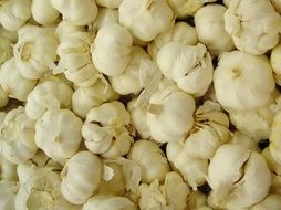 garlic white vegetables