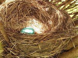 egg in nest