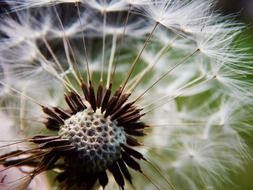 dandelion with seeds close-up