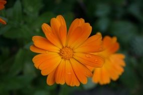 marigold ange blossom