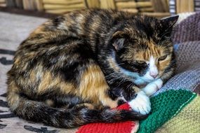 Beautiful cat is lying